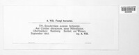 Synchytrium aureum image